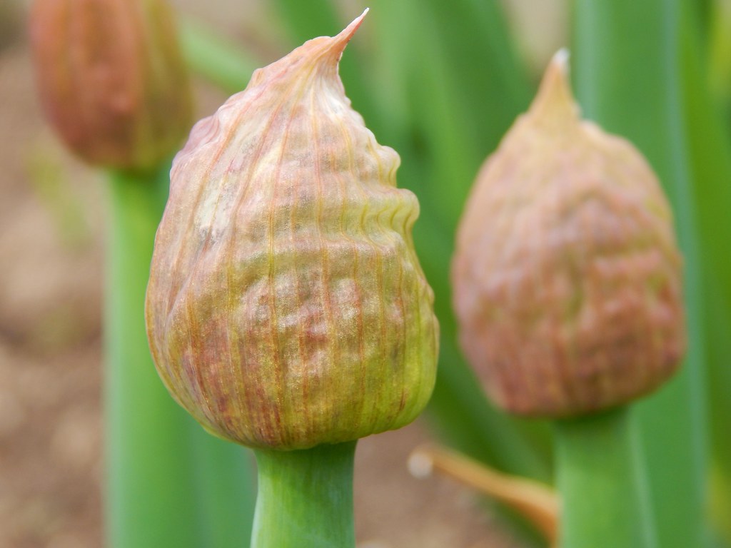 Green Onion Seed Pods Three years after planting Flickr