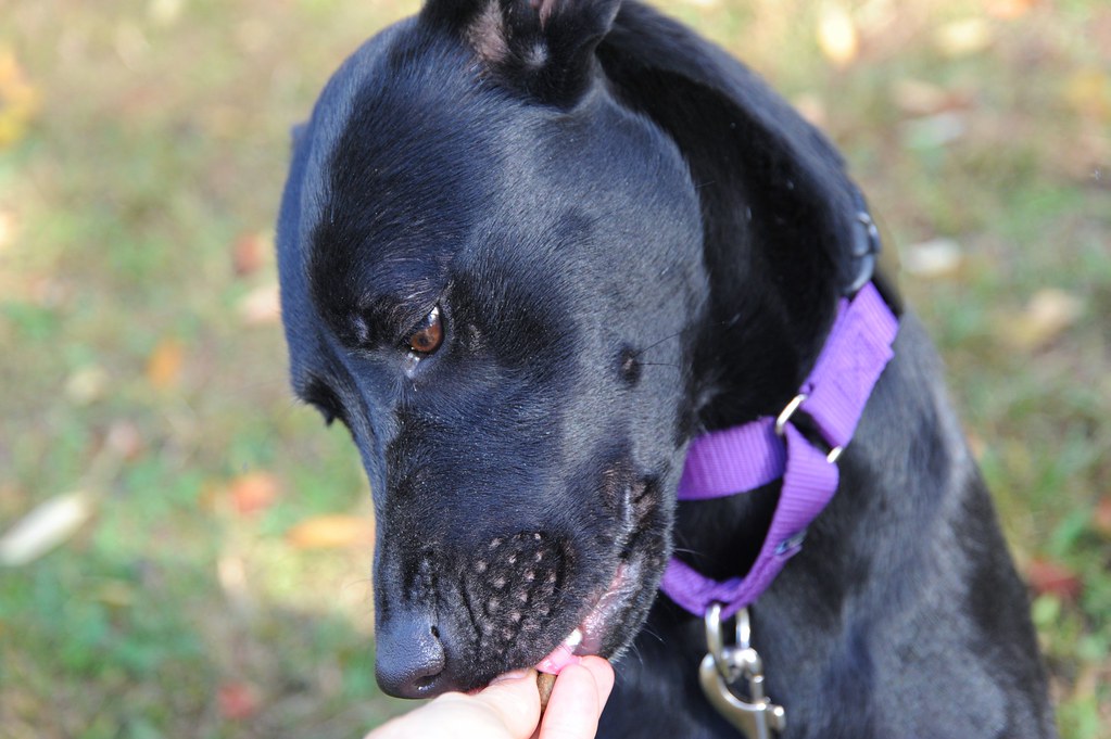 Velvet 20141014 027 Velvet For the LOVE of DOGS Rescue Flickr