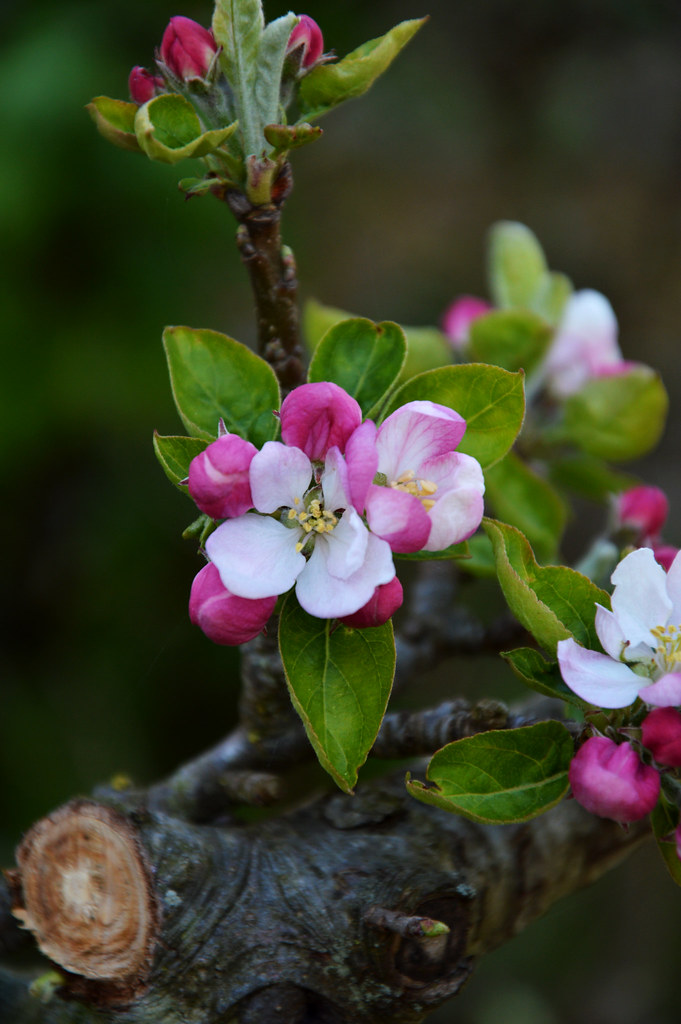 Flowers Alexis Flickr