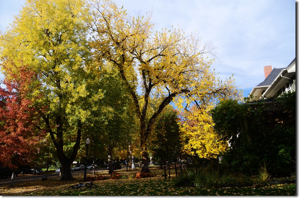 Maple colors at Chautauqua Park, Boulder, Colorado (24) Flickr