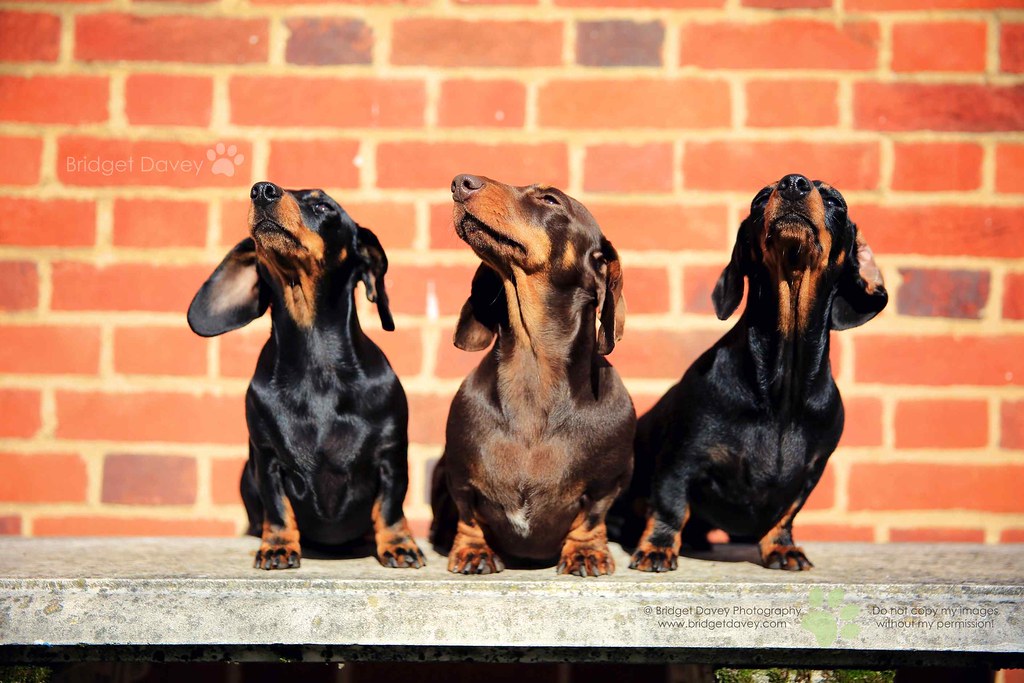 The Three Sausage Dogs London Dog Photography "City Dogs… Flickr