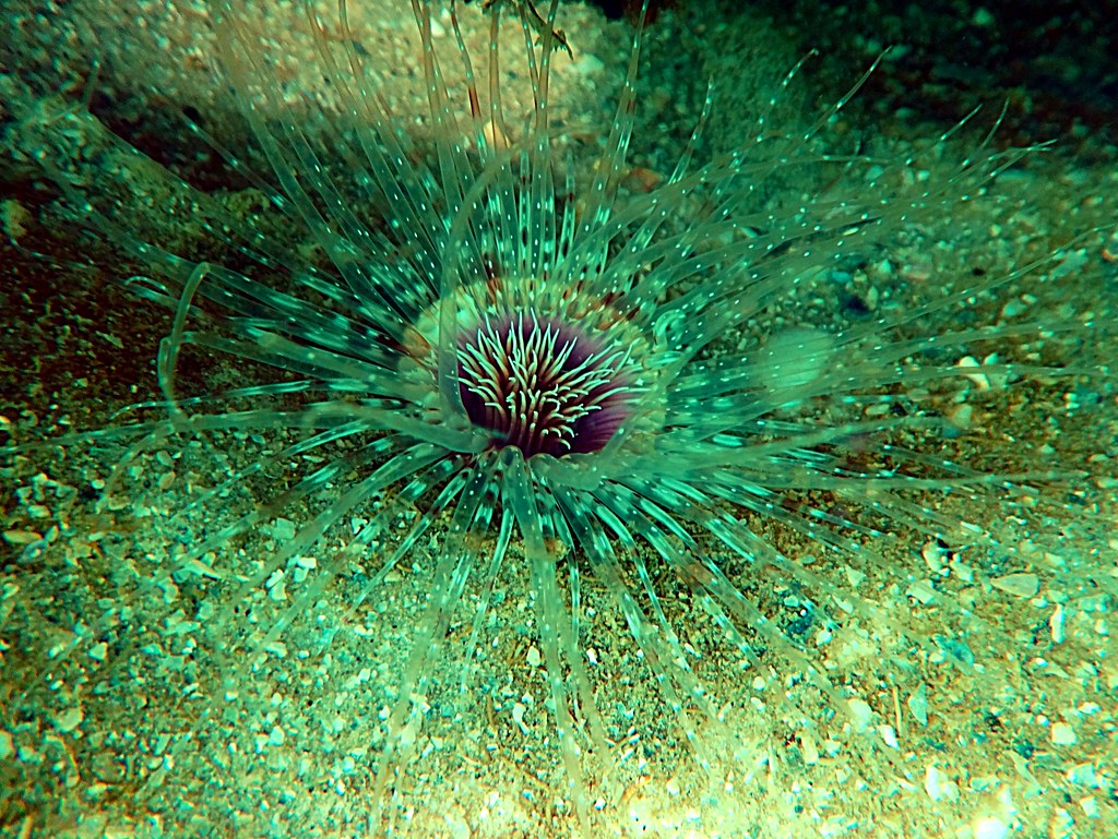 Sea Anemone Ft. Dade Rocks Reef snorkel off Egmont Key, Fl… Flickr
