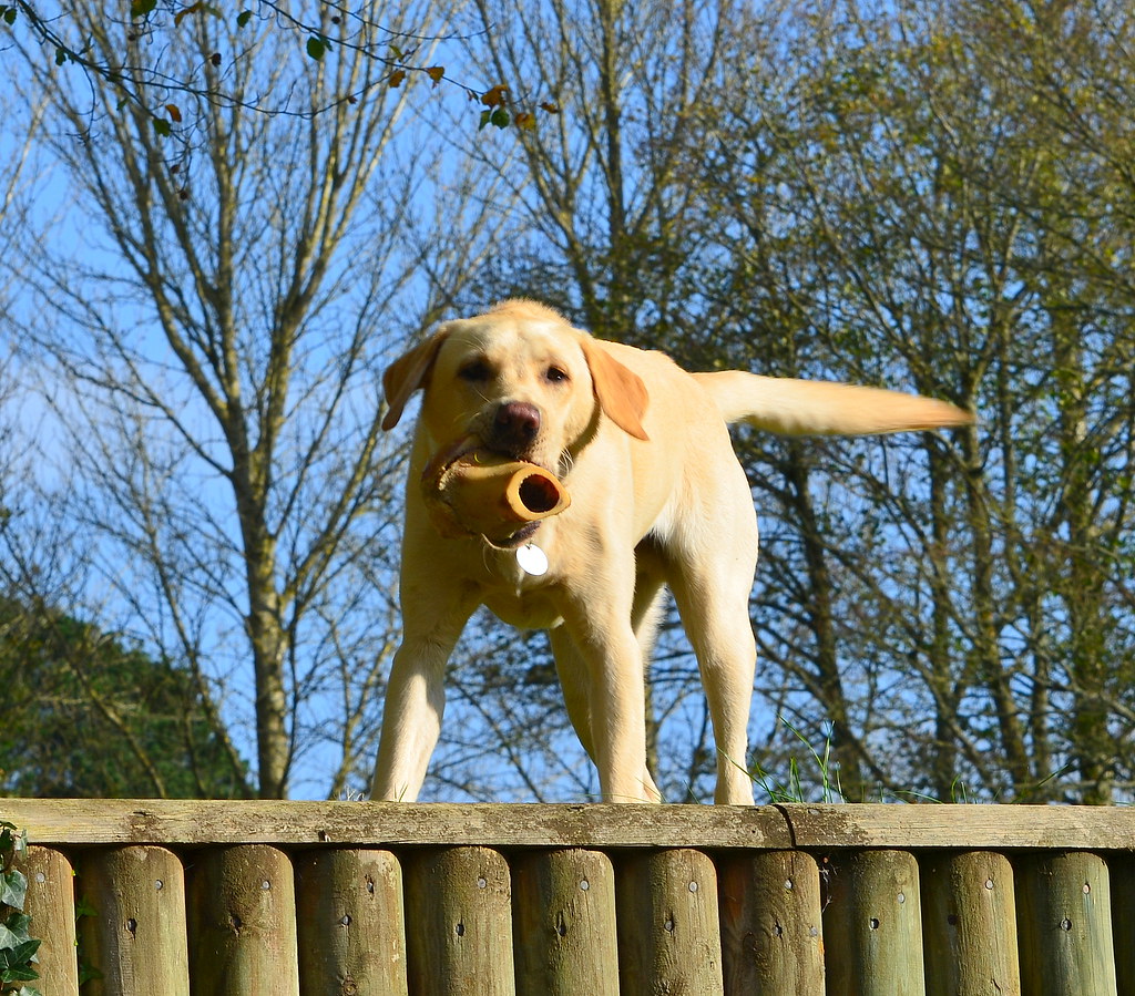 Noisy. Very noisy. Recently the dogs next door have Flickr