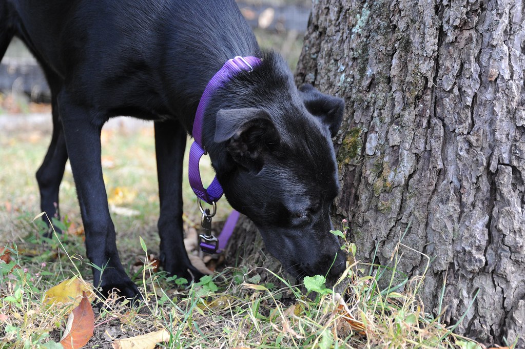 Velvet 20141014 043 Velvet For the LOVE of DOGS Rescue Flickr