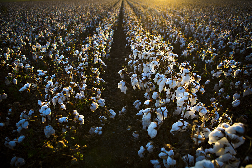 cotton_fall before harvest_0064 Cotton is grown at the MU … Flickr