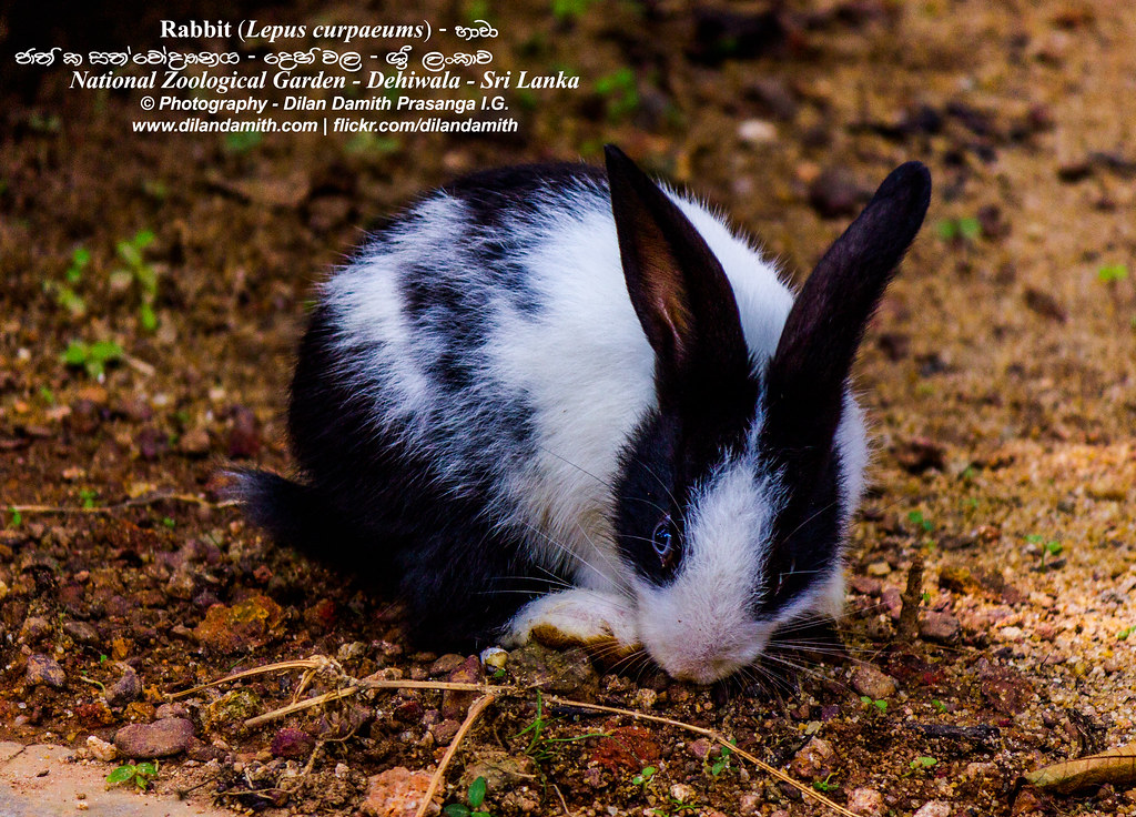 Rabbit හාවා Rabbits are small mammals in the family Lepo… Flickr