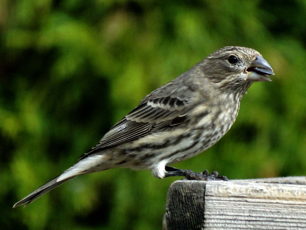 Oct29,2014 055 House Finch juvenile Terry Gray Flickr