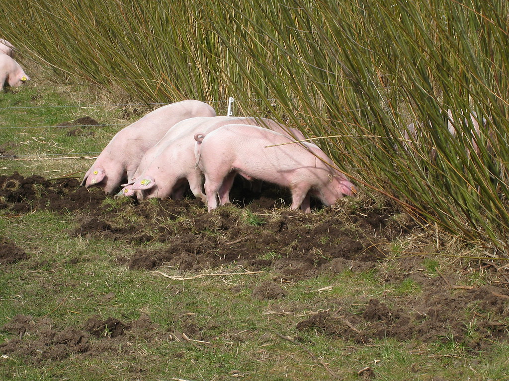 Fattening pigs in willow_DK Fattening pigs in willow. From… Flickr
