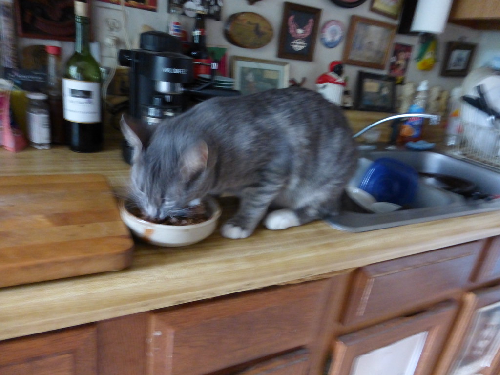 Let's Grub Cats Mark Atkins Flickr