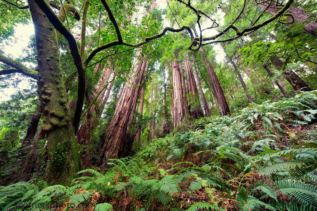 Ferns and Redwoods, Marin County, CA Ferns grow beneath a … Flickr