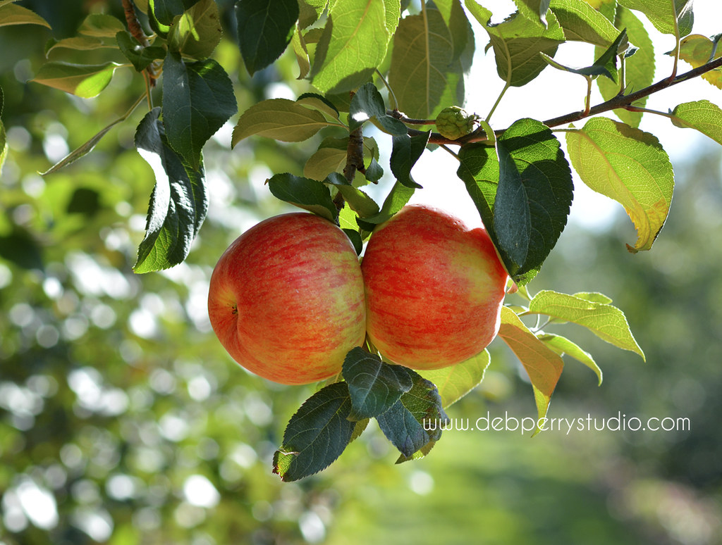 honeycrisp apples 1 It's applepicking time in Michigan! (… Flickr