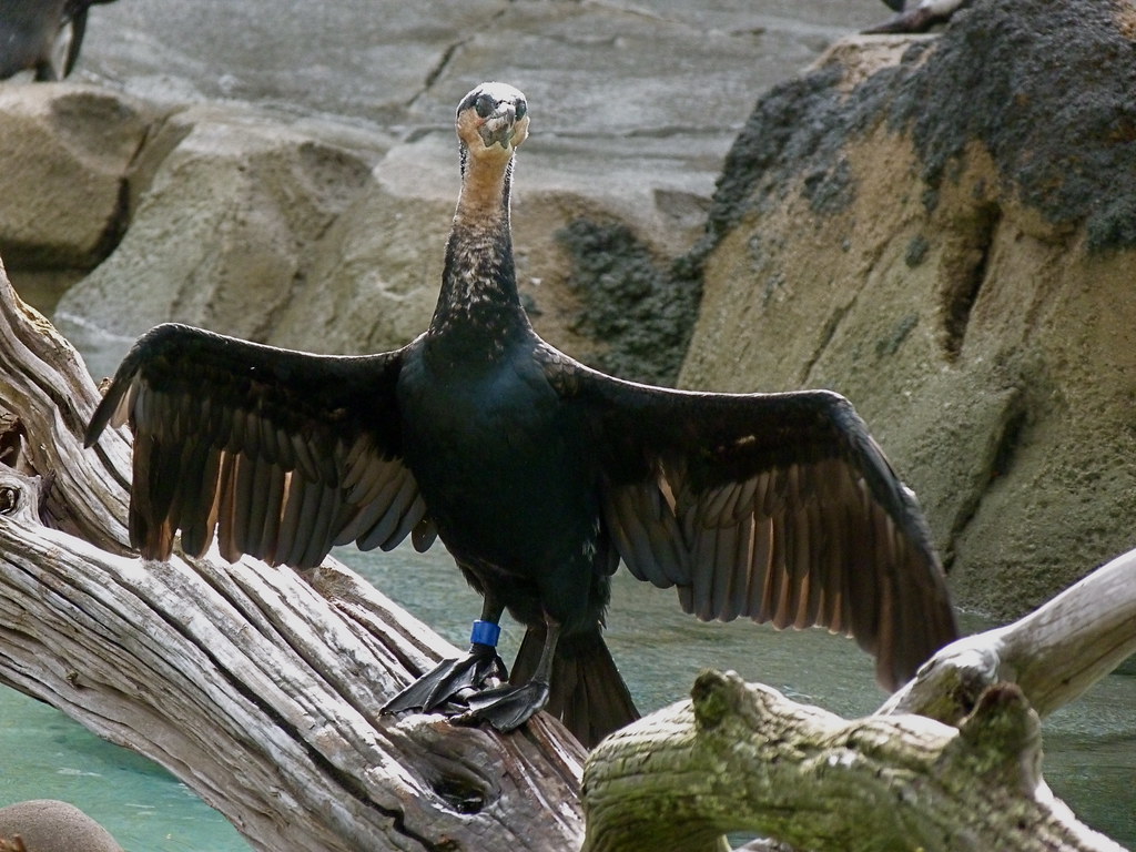 Cormorant Maryland Zoo in Baltimore Andrew King Flickr