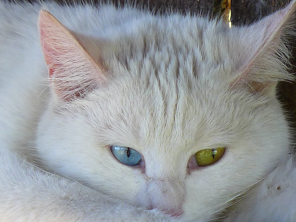 Oddeyed Turkish Van cat The name of the Turkish Van is de… Flickr