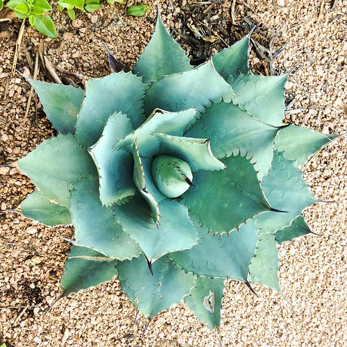 Baby agave, Austin Kristen Lanum Flickr