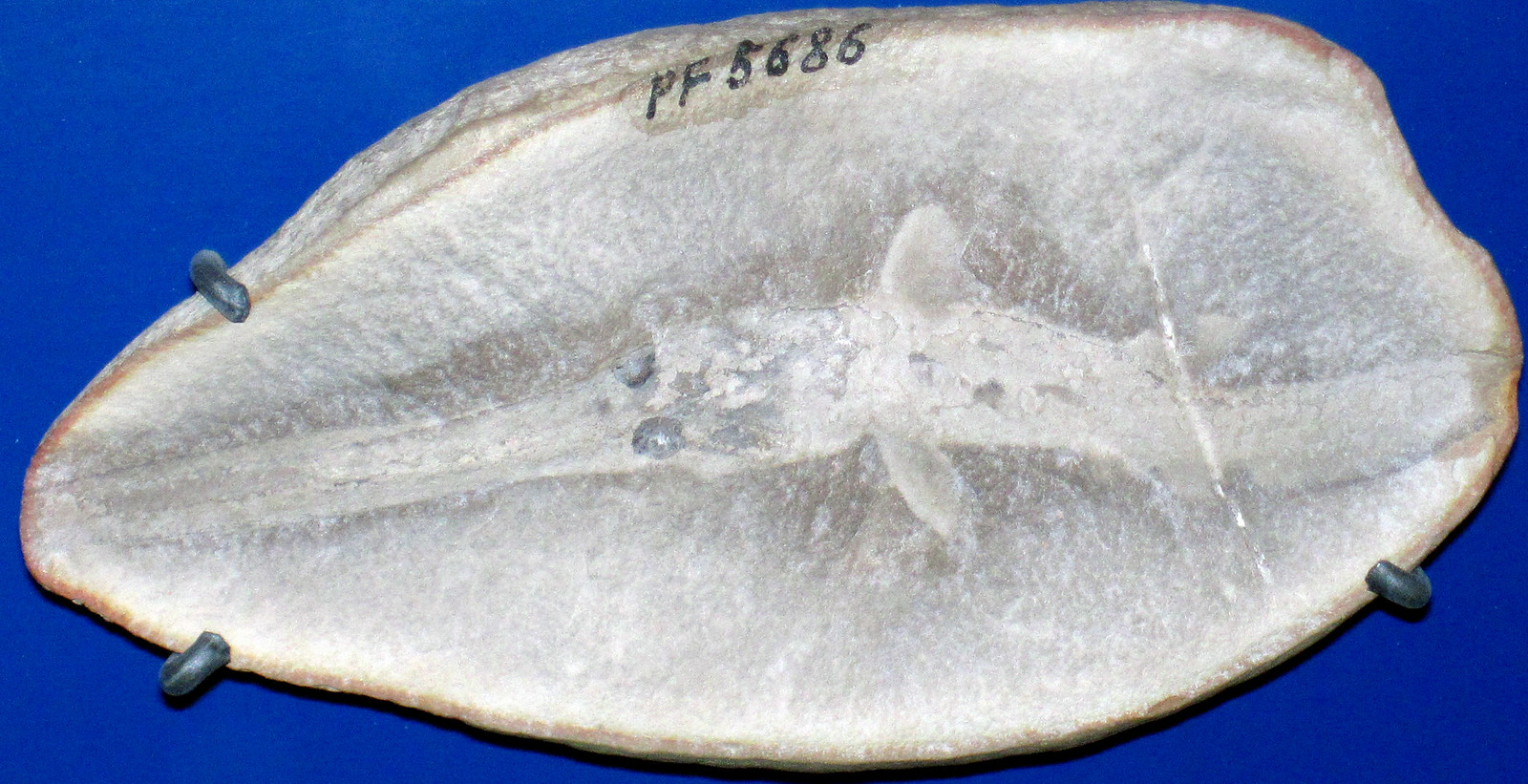Mazon Creek Lagerstätte fossils (Francis Creek Shale, Middle