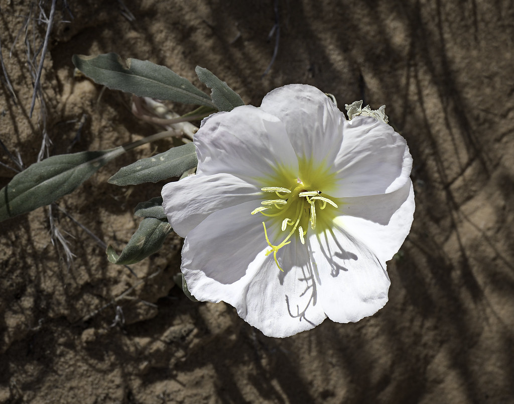 9024693692987White Desert Flowers Blooming in Valley of … Flickr