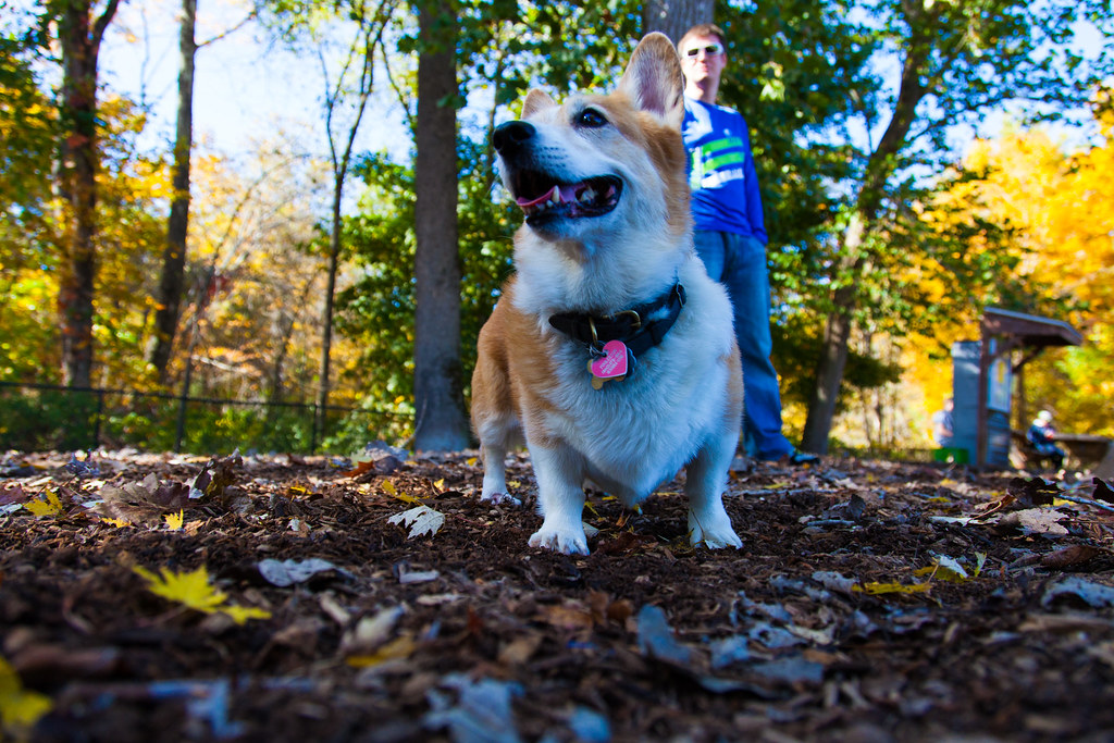 Dog Park oct 201419 At the Granby, CT Dog Park Oct 2014 kevin s