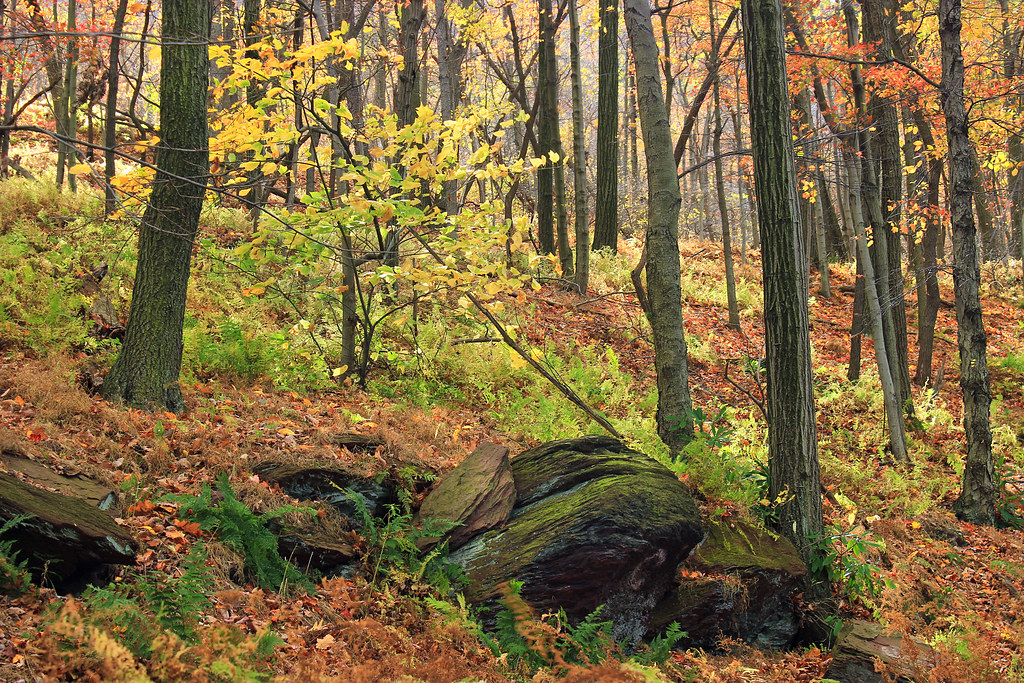 3 Ponds Trail (6) Mixed hardwood forest at peak autumn col… Flickr