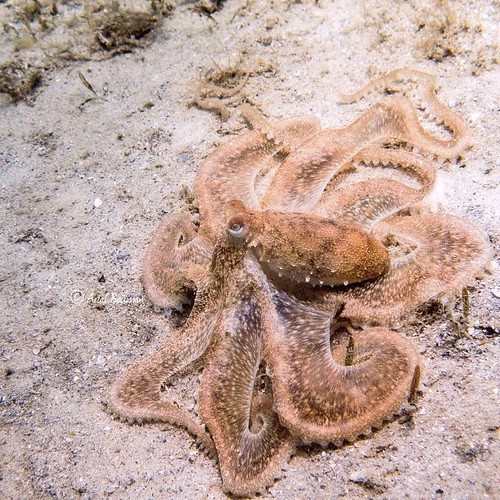 Octopuses have 3 hearts and need more oxygen than most oth… Flickr