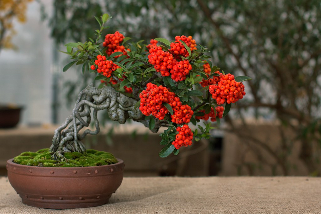 Pyracantha Bonsai Pyracantha at the Hershey Gardens Bonsai… Flickr