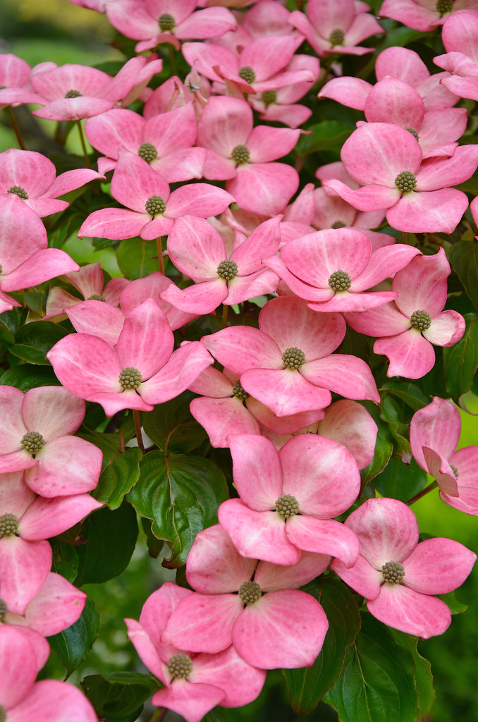 Pink kousa dogwood flowers Pink kousa dogwood flowers in f… Flickr