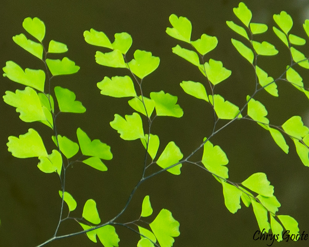 Common maidenhair fern Botanical name Adiantum aethiopicu… Flickr