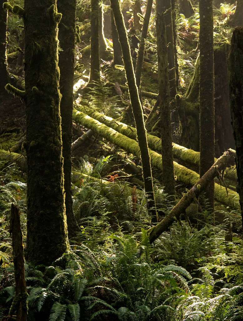 Rain Forest along the Oregon Coast Ecola State Park in Ore… Flickr