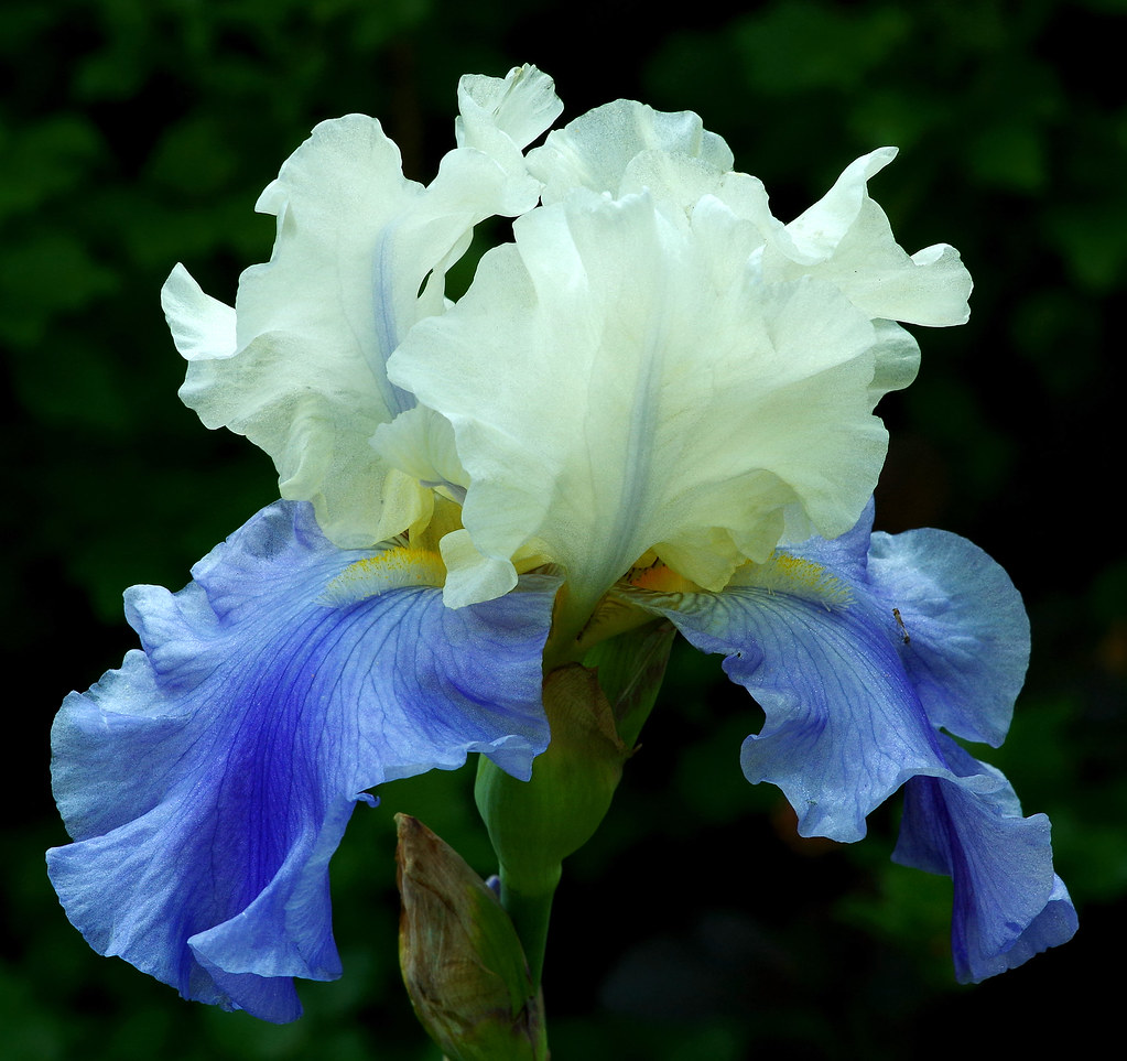 Blue and white iris Mferbfriske Flickr