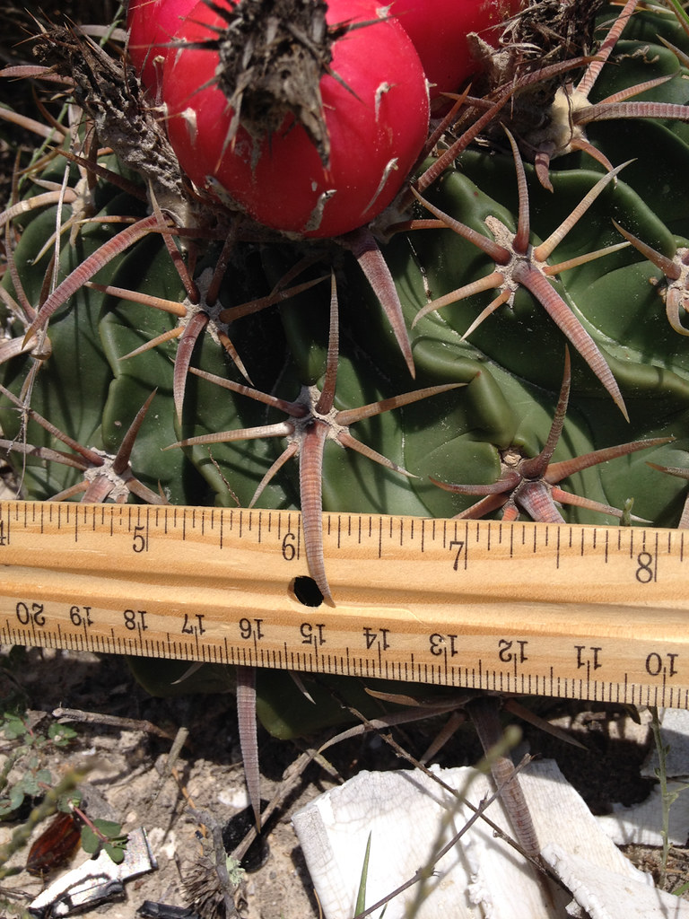 Cactus Horse Crippler Dr. Mark Merriwether Vorderbruggen Flickr