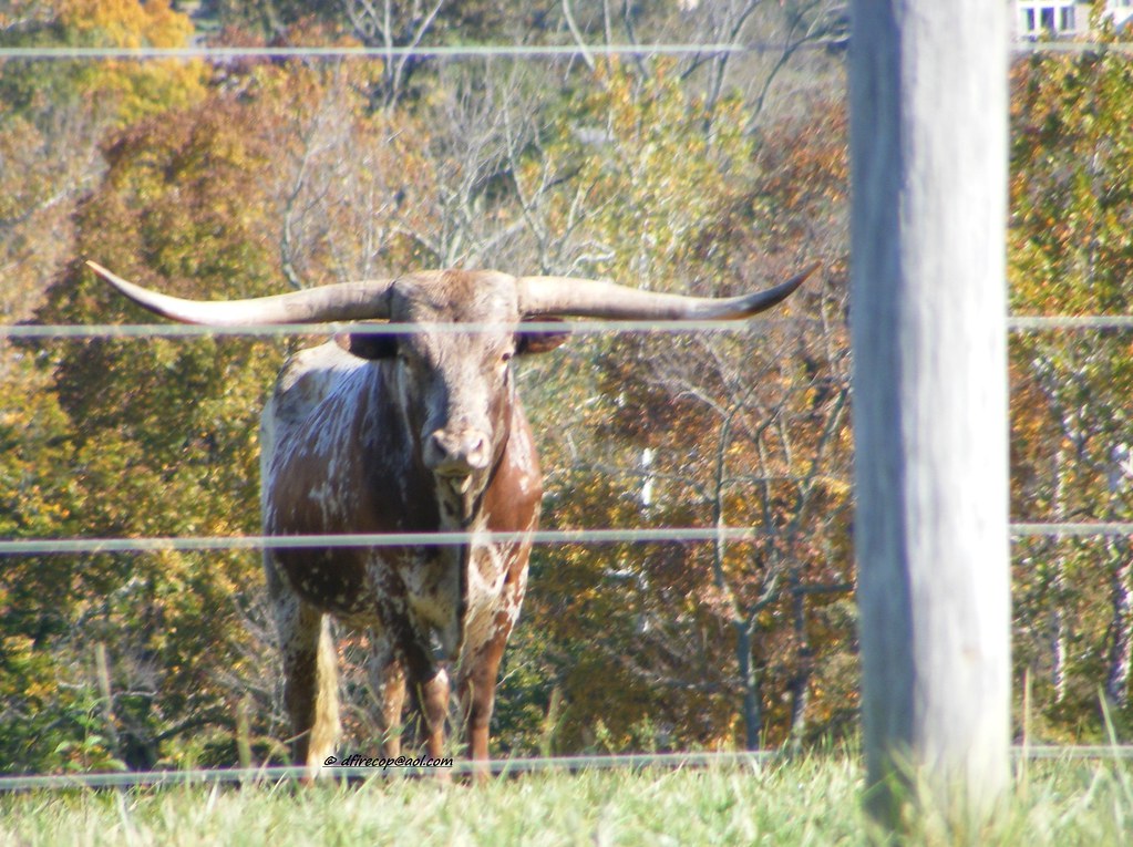 York County, PA LongHorn dfirecop Flickr