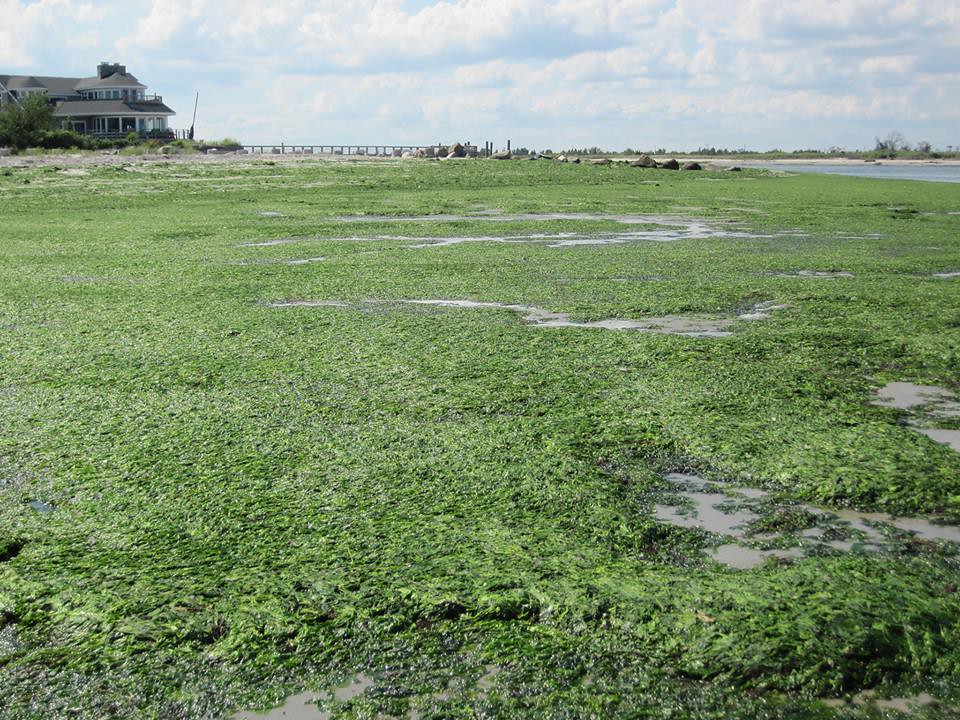 Carl L. Point Lookout, New York National Environmental Education Foundation Flickr