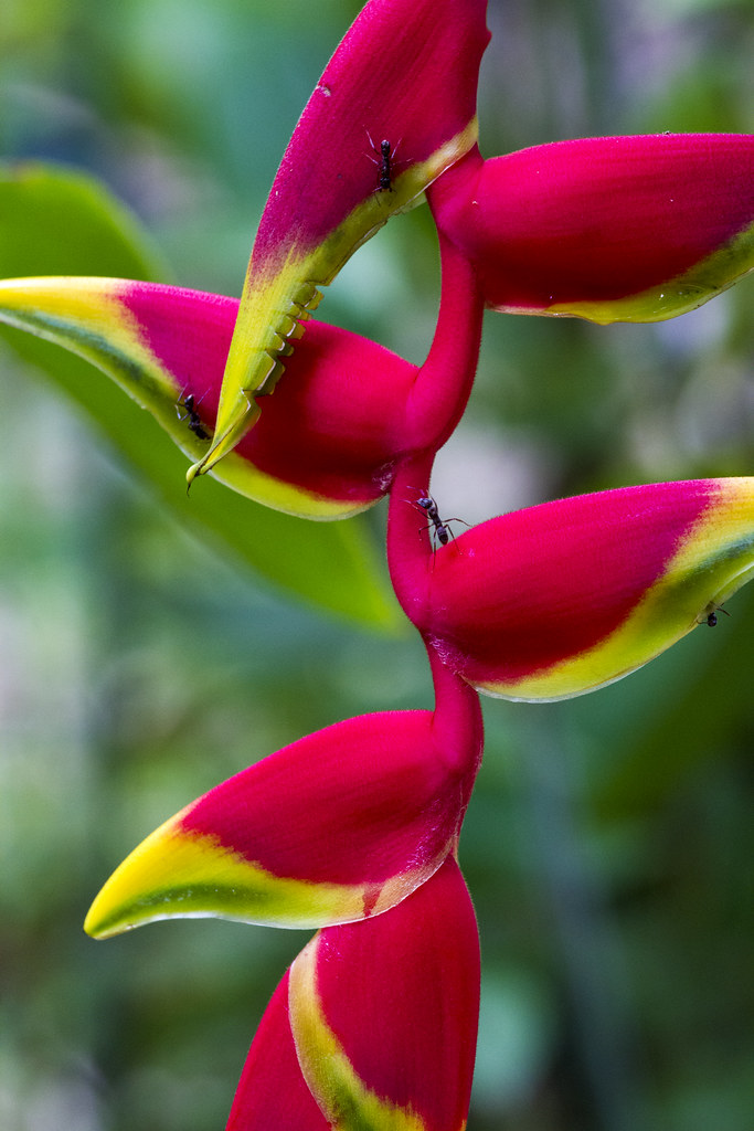 Colours of the rainforest Lobster Claw Heliconia, outside … Flickr