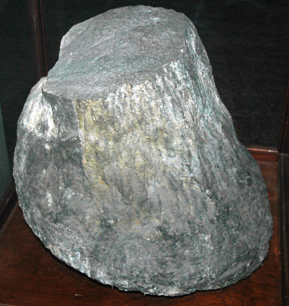 Eospermatopteris textilis fossil tree trunk (Ithaca Formation, Upper