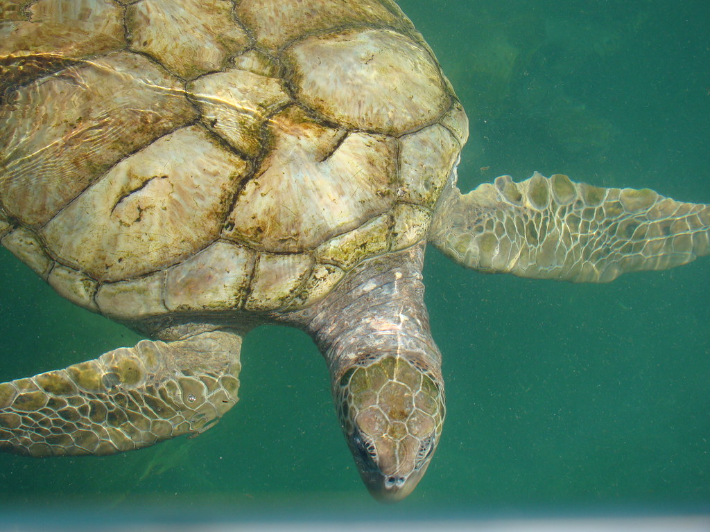 20141006 Grand Cayman Turtle Farm 20141006