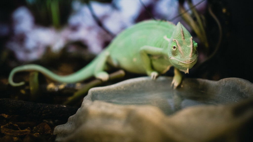 Chameleon Snapped at Petsmart today. Chameleons are cute, … Flickr