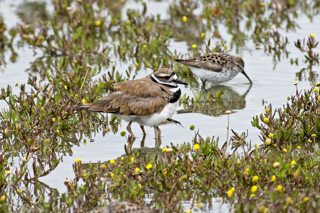 Spare Tail... and extra legs Killdeer with young mnlamberson Flickr