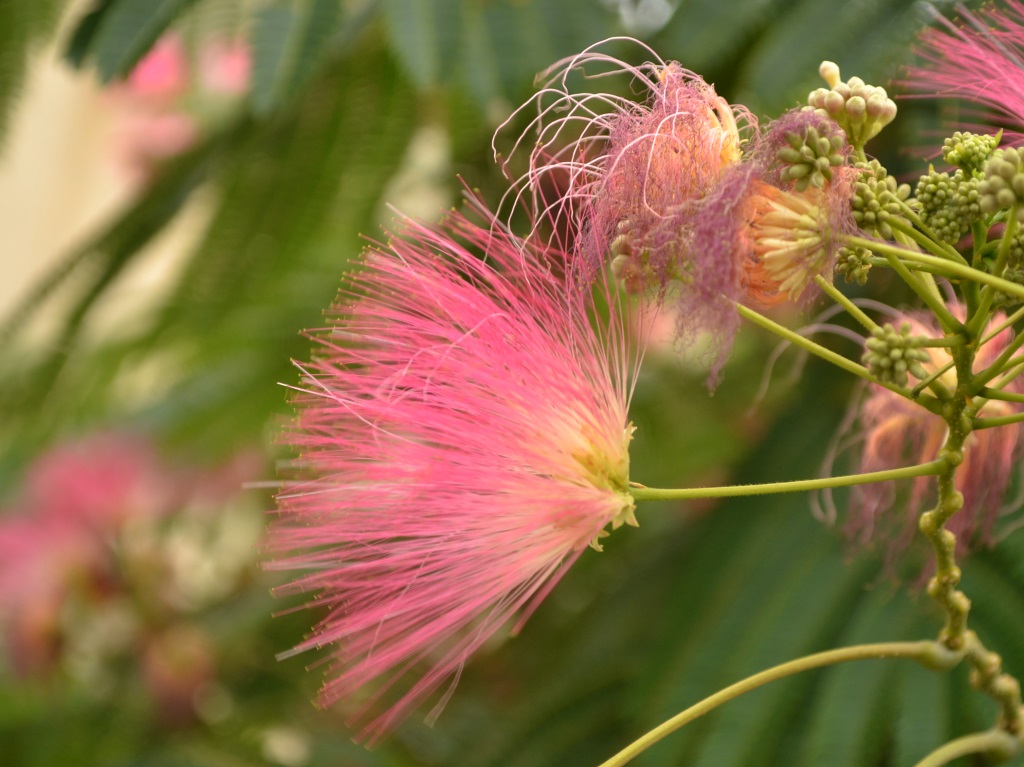 Pink Fluffy flowers in the trees overlooking the petanque … Flickr