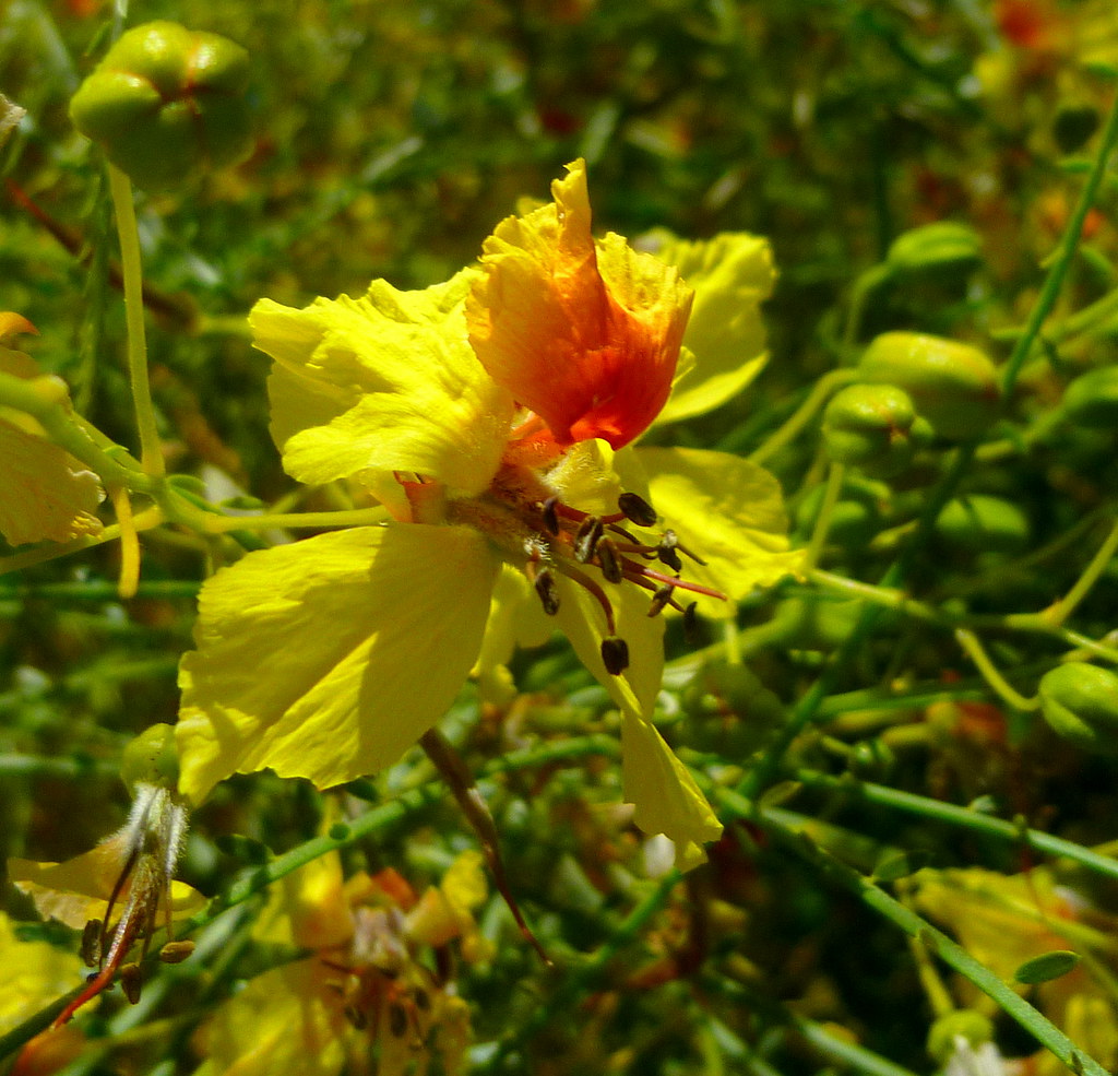 Jerusalum Thorn Mexican Palo Verde Jerusalum Thorn Par… Flickr