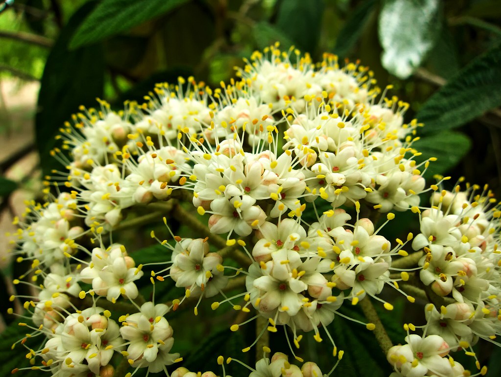 Odessa Botanical Garden Odessa Botanical Garden Flickr