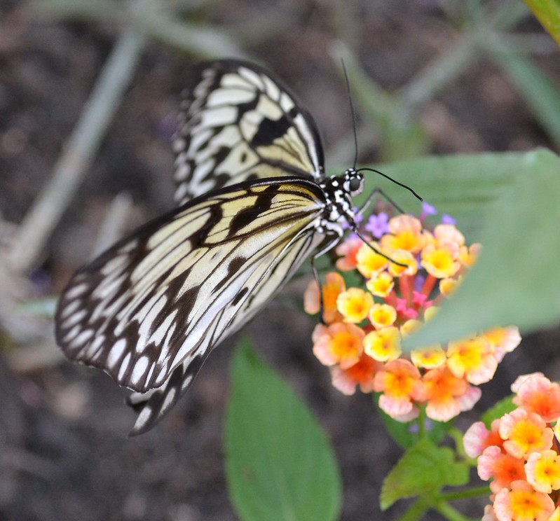 Butterflies and Blooms, Chicago Botanic Garden 2015 Flickr