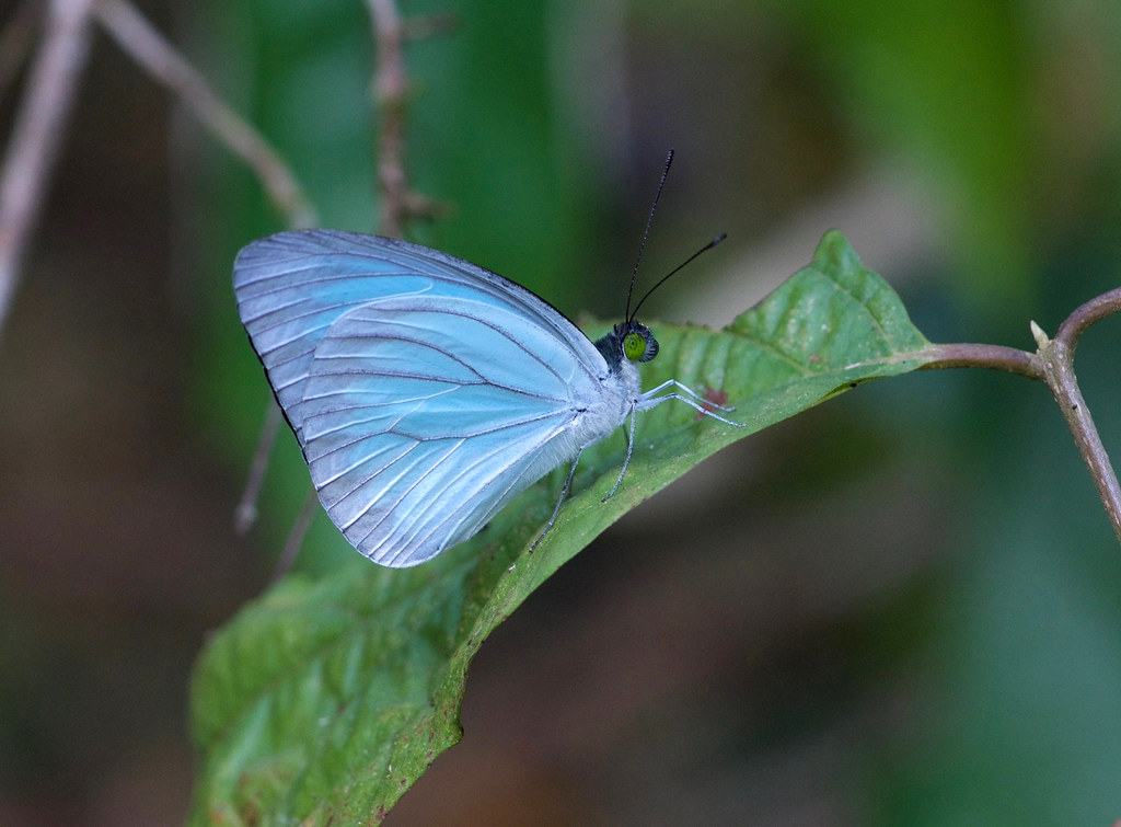 Light blue butterfly (Pieridae), Kaeng Krachan national park, Thailand