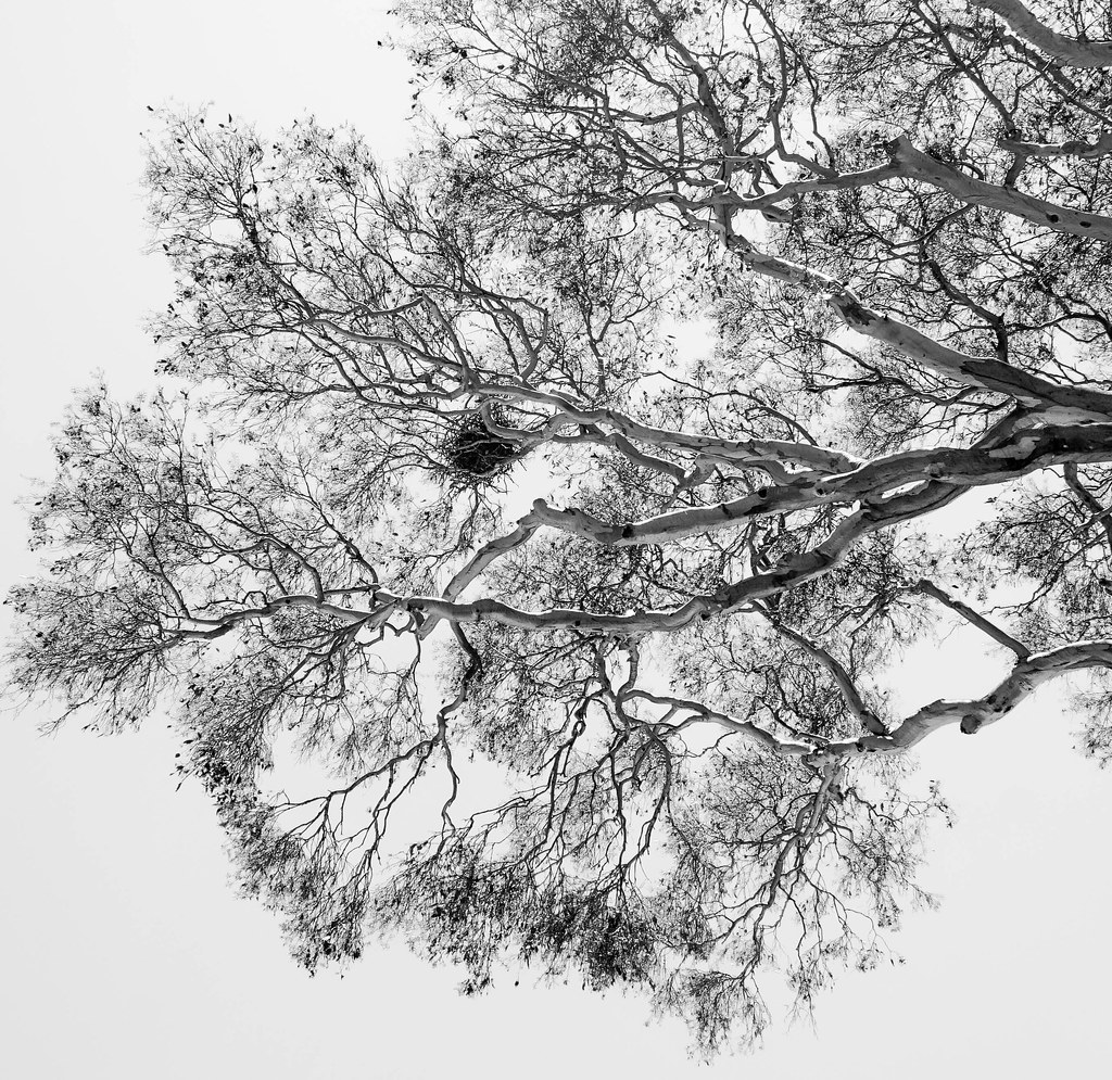 Crow's nest, Dunlop, Canberra Andrew Walker Flickr