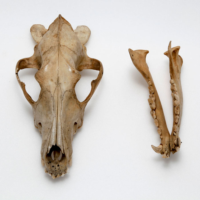 Skull of a grey wolf Skull of a grey wolf, Canis lupus, fo… Flickr