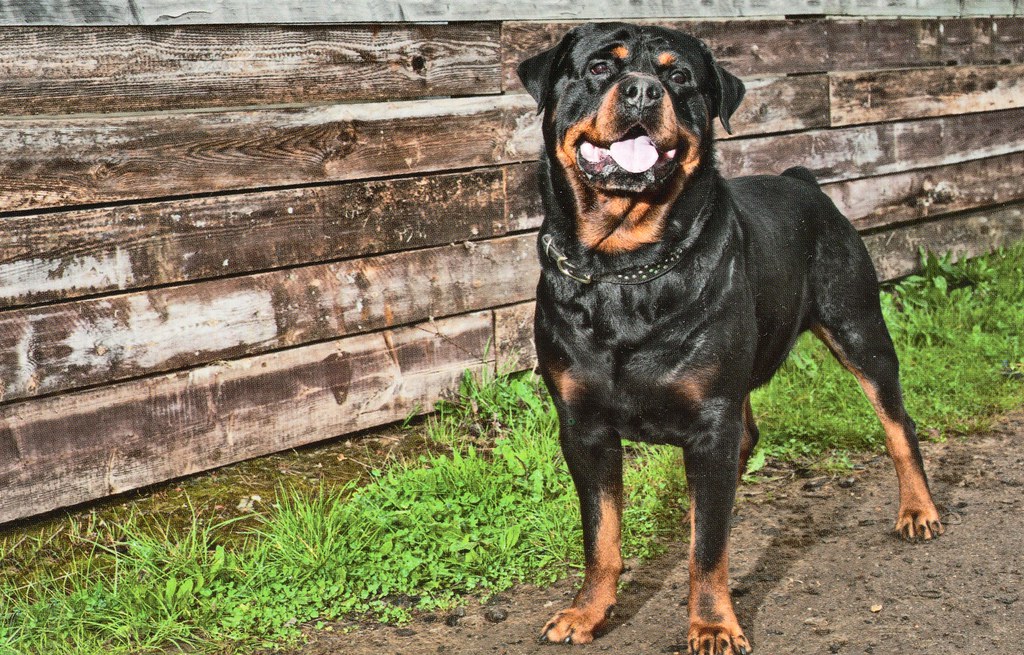 [Offer] Assorted Dogs Flickr