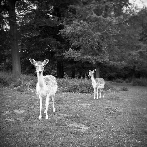 Friendly Deer A Shot taken on an Adox Golf 63, using Ilfor… Flickr