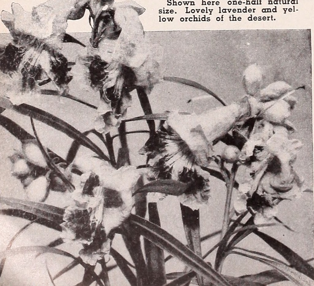 Image from page 27 of "Armstrong Nurseries" (1942) Flickr
