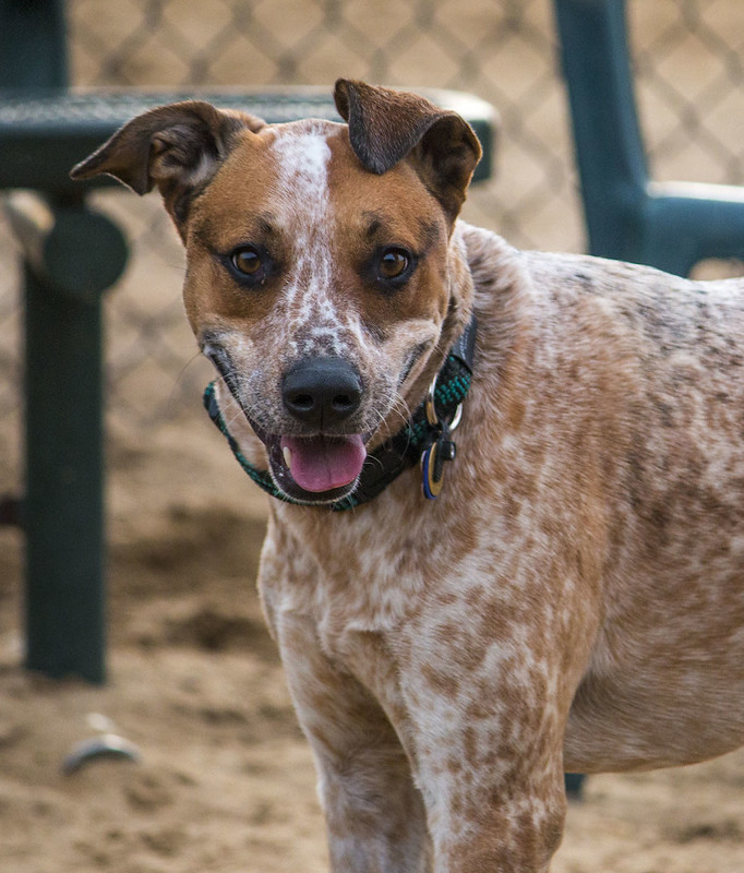 Warwick City Dog Park XXXV Flickr
