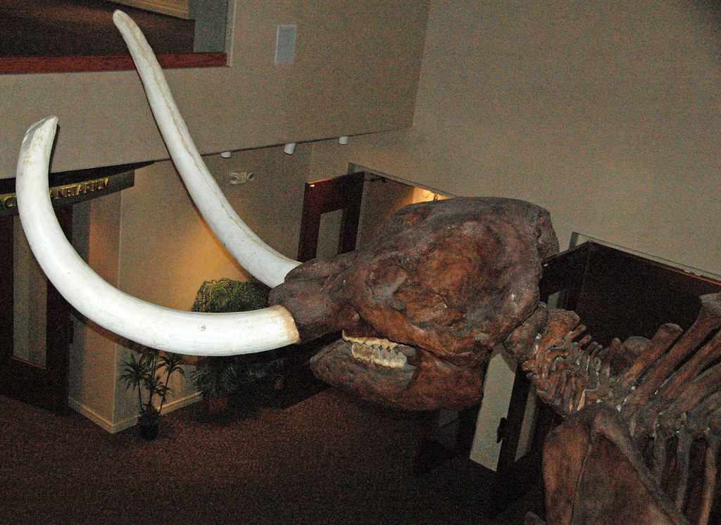 Mammut americanum (American mastodon) (Pleistocene; Aucill… Flickr