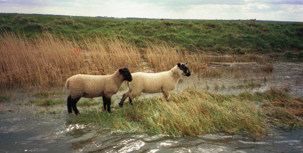 Sheep Watery sheep Norfolk Broads. Matt Flickr