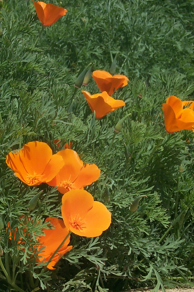 Ojai Garden Flowers Flowers in our back yard in Ojai, Cali… Markus Sandy Flickr